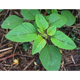 Home grown HEIRLOOM Superfood Survival Kit 3000+ seeds 12 varieties pack 100% organic USA