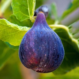 Generic LSU Purple Fig Tree, Reliable Prolific Producer, Vigorous Growth, Multiple Crops, Excellent Flavor, 5 gal, Nursery Pot