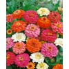 Zinnia California Giant Flower Seeds, Bulk Pack 8 Oz, 22,000+
