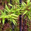50 Black bamboo seeds - Phyllostachys nigra. USA seller.