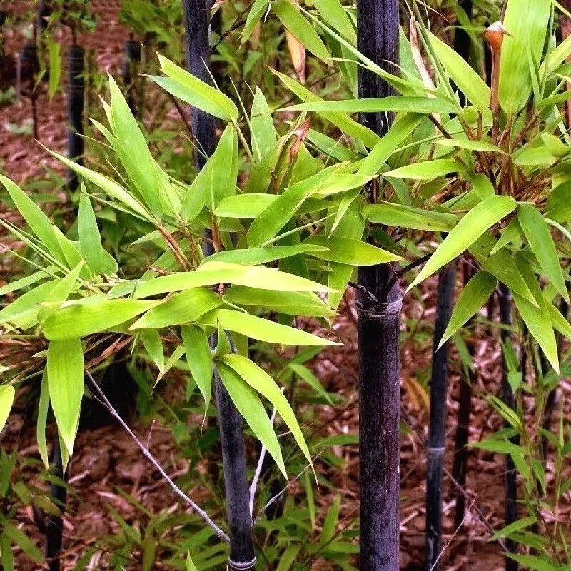 50 Black bamboo seeds - Phyllostachys nigra. USA seller.