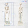 PHYSIQUE Mini Human Skeleton Model - Human Body Skeleton, Perfect