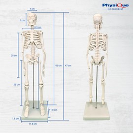 PHYSIQUE Mini Human Skeleton Model - Human Body Skeleton, Perfect for Anatomy Classes, Realistic and Flexible, 42cm Tall
