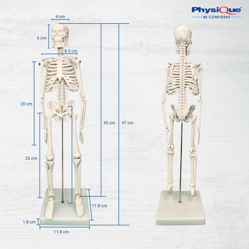 PHYSIQUE Mini Human Skeleton Model - Human Body Skeleton, Perfect