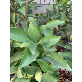Fresh Organic Tangerine Orange Leaves - Grown in Southern California (50 leaves)