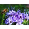 Fresh 1000+ LACY PHACELIA SEEDS - PURPLE TANSY FLOWER -