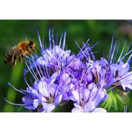 Fresh 1000+ LACY PHACELIA SEEDS - PURPLE TANSY FLOWER - BEE'S & BUTTERFLIES COVER CROP