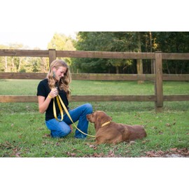 Country Brook Petz - American-Made Dog Collar for Large, Medium, and Small Dogs and Puppies - Deluxe Heavy Duty Nylon in 33 Dazzling Colors (Large, 1 Inch Wide, Gold)