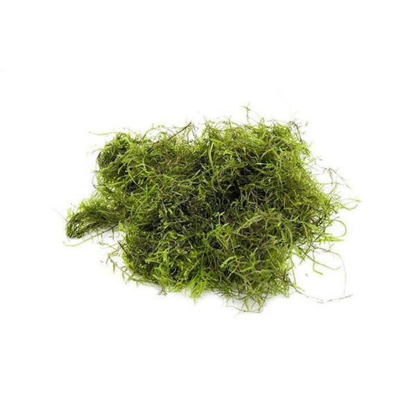 AquaPlants Java Moss - Vesicularia dubyana (4x6 cm) - Live