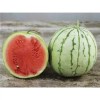 Southeast Seeds Dixie Queen Watermelon Seeds, Cuban Queen, NON-GMO, Crimson,
