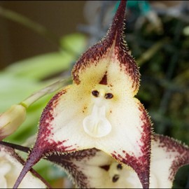 Monkey Face Orchid Seeds Dracula Simia Ornamental GMO Free Perennial Home Decorate Potted Containers Indoor 200Pcs Flower Seeds by YEGAOL Garden
