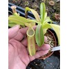 Nepenthes Sanguinea Pitcher Plant - Live Carnivorous - Beginner Friendly