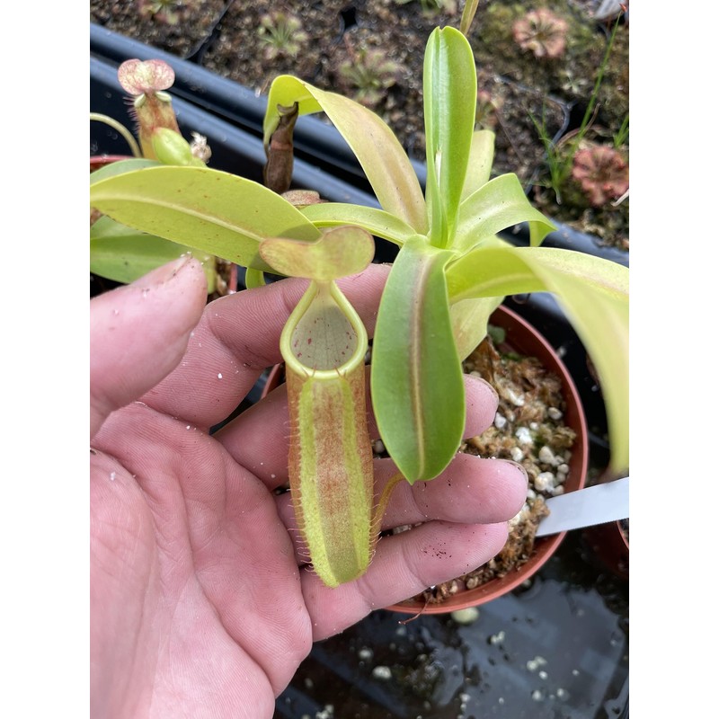 Nepenthes Sanguinea Pitcher Plant - Live Carnivorous - Beginner Friendly