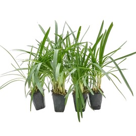 6 Peter Pan Agapanthus in 3.5” Nursery Cubes (Agapanthus ‘Peter Pan’) | Dwarf African Lily with Blue Blooms | Ready-to-Plant Live Starter Plants