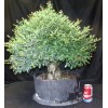 Unbranded Chinese elm pre-bonsai - 9" to 11"