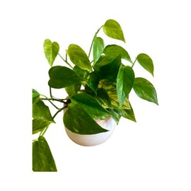 Live Scindapsus Neon Queen Pothos Houseplant in 5" Growers Pot