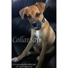 CollarSafe Replacement Collar NO HOLES Fit PetSafe Stay & Play