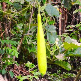TomorrowSeeds - NAM Tao Ngam Long Bottle Gourd Seeds - 30+ Count - for 2025 Planting India Hybrid Calabash Lauki Dudhi Melon Loki UPO Opo Squash Asian Vegetable Grow Your Own Home Farm Patio Healthy