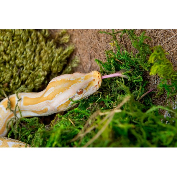 Galapagos Galpagos (05213) Terrarium Green Sphagnum Moss, Natural, 4 Quart