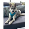 Gooby Convertible Z Harness, Turquoise, X-Large