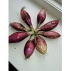 Seeds Red Shallot Onion Heirloom Vegetable for Planting Non GMO