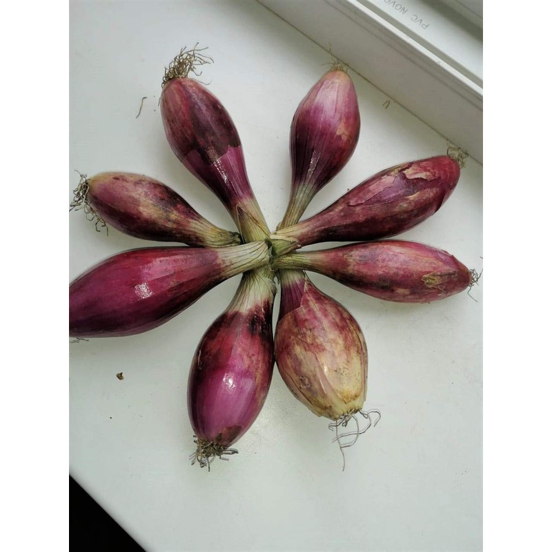 Seeds Red Shallot Onion Heirloom Vegetable for Planting Non GMO