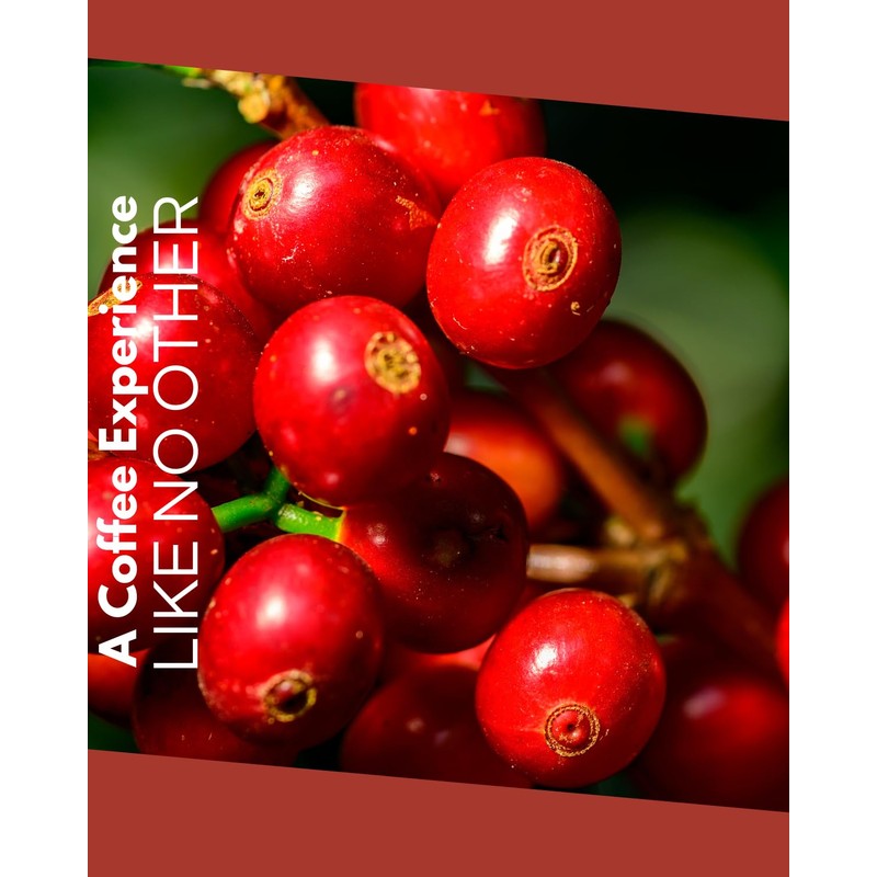 La Cumbre Specialty Coffee Ground Medium Roast, Arabica Beans, Low