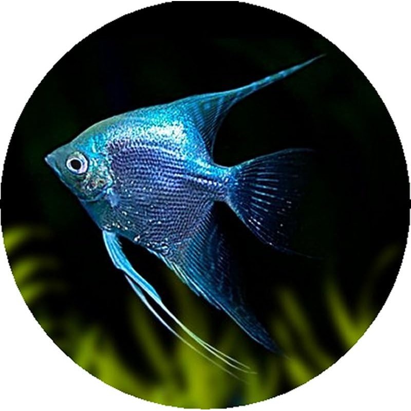 Set Of 4 Blue Angel Fish Tropical Synthetic Leather Round