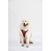 iEnergy™ MIC Dog Harness with Two Side Pockets & Ideal