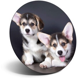 Destination Vinyl ltd Magnet for Refrigerator, Fridge - Cute Corgi Puppies Puppy Dog for Office, Cabinet and Whiteboard, Magnetic Stickers, 2706