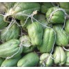 Chayote Plant 1 Sprouted Chayote Squash Mirliton Live Plant Ready