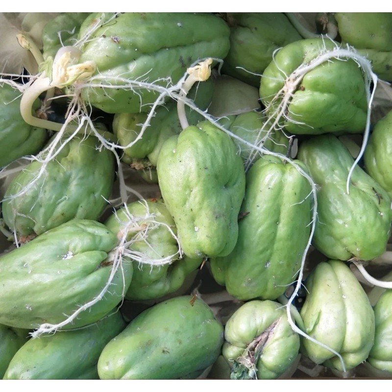 Chayote Plant 1 Sprouted Chayote Squash Mirliton Live Plant Ready