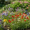 Kansas Wildflower Seed Mix, Covers 325 Sq Ft, 16 Flower
