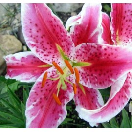Danny Pleasant Gardens ORIENTAL STARGAZER LILY FLOWER BULBS HARDY 3-4 FT TALL PERENNIAL PLANT FRAGRANT! - 12 BULBS