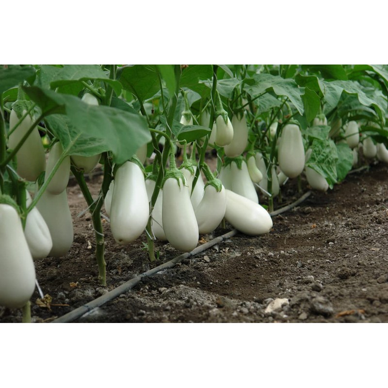 CEMEHA SEEDS - Seeds Eggplant White Thai Aubergine Non GMO