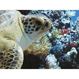 Clowning Around With A Logerhead (Doran) 550 Pc.