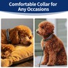 Kazazoo Reflective Dog Collar with Soft Padding Dog Collar for
