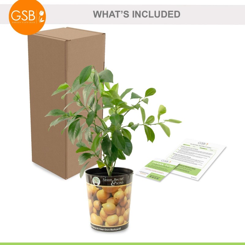 Garden State Bulb Meyer Lemon Tree - Live Citrus Plant