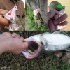 20 Señuelos De Goma T-tail, Color Aleatorio,cebo Para Lubina