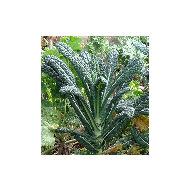 Kale Lacinato (AKA Dinosaur or Tuscan) Great Heirloom Vegetable Bulk