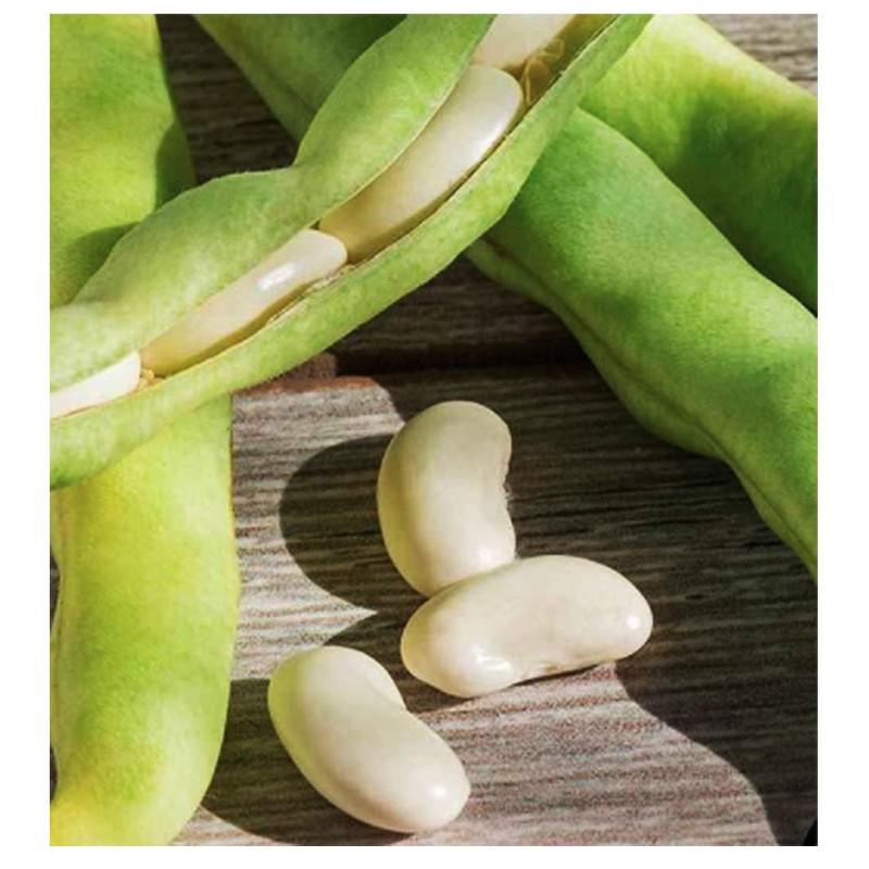 Henderson "Baby" Lima Bean Seeds