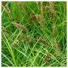 Everwilde Farms - 1000 Oval Sedge Native Grass Seeds -