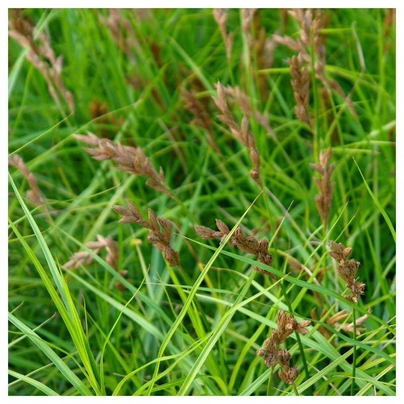 Everwilde Farms - 1000 Oval Sedge Native Grass Seeds -
