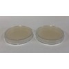 Prepoured Agar Plate Petri Dishes Growing Kit Science Projects Supplies