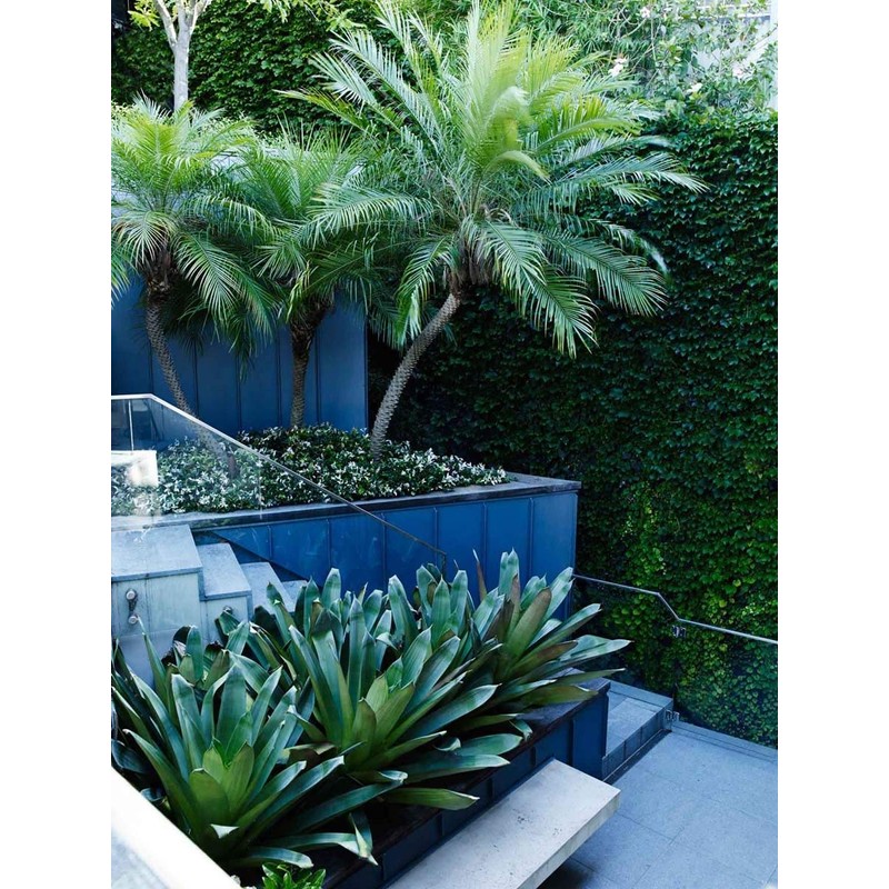 Phoenix Roebelenii Palm | Extra Large Trade 3 Gallon Plant