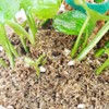 Kapecute 2QT Pothos Soil, Ideal Soilless Potting Soil Mix for