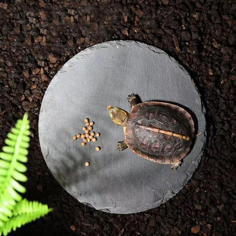 Reptile Basking Platform Rock Tortoise Habitat Slate Rock for Reptiles