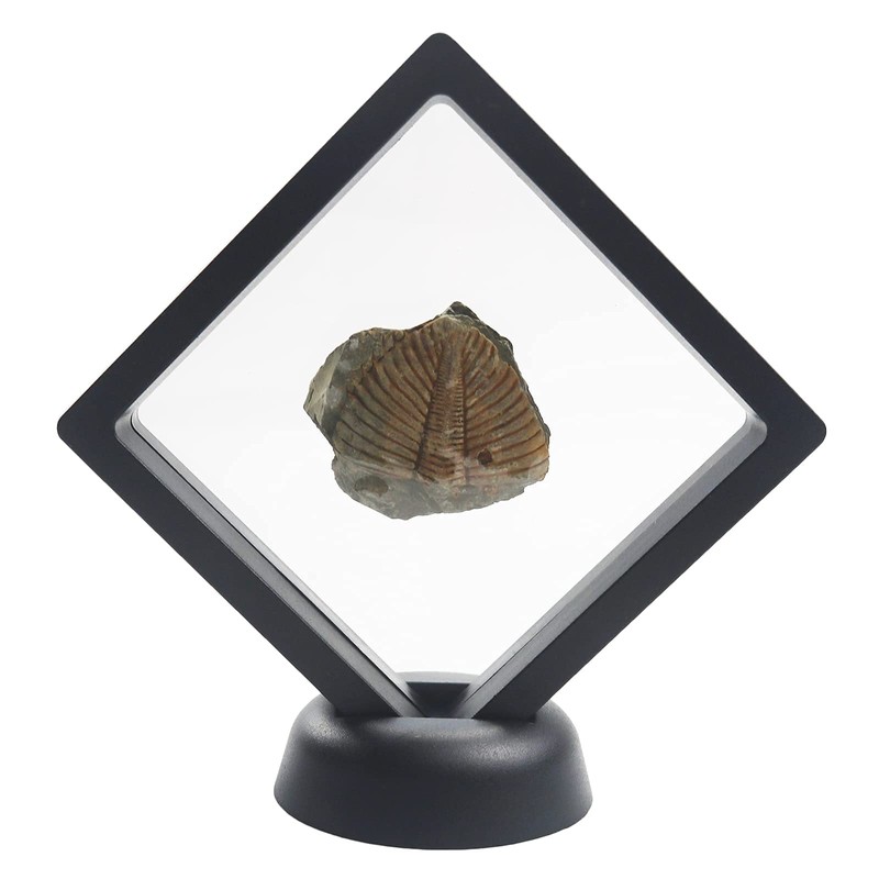 Challenge Coins Display Stand, Medallion Jewelry Specimen Holder, Military Medal