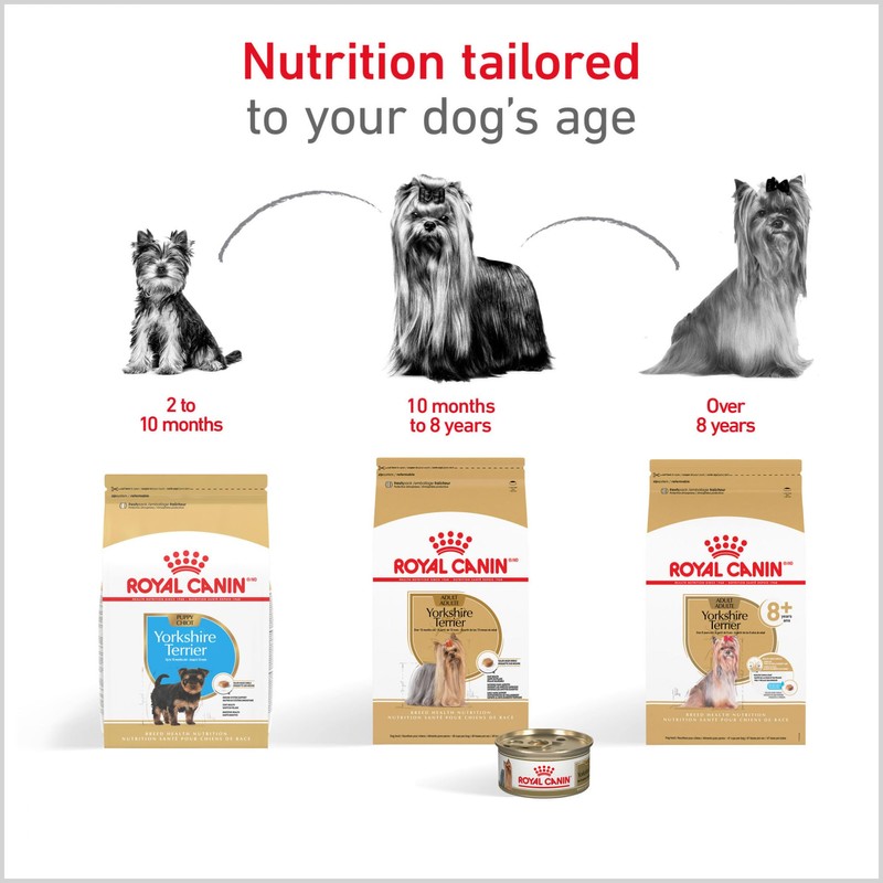 Royal Canin Breed Health Nutrition Yorkshire Terrier Adult Dry Dog