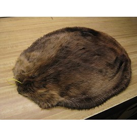 Tanned Beaver Hide Fur #2 Quality Damaged